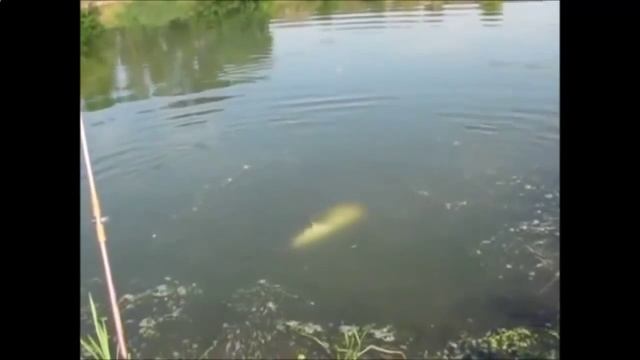 Ловля сома с берега на спининг смотреть онлайн