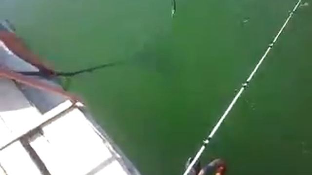 Рыбалка в Таразе смотреть онлайн