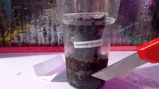 Росянка Капская (Drosera Сapensis Alba)Хищник!