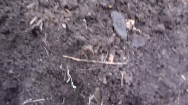 Лечебные свойства и полезные советы