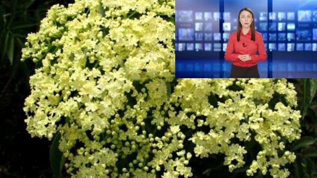 Рецепт напитка долголетия из чёрной бузины смотреть онлайн