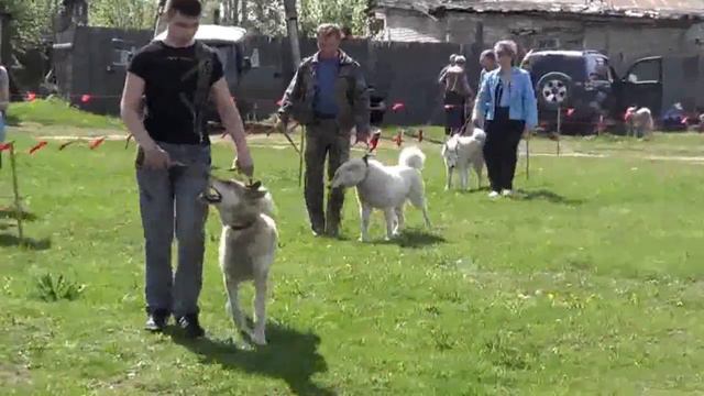 Омутнинск Выставка охотничьих собак смотреть онлайн