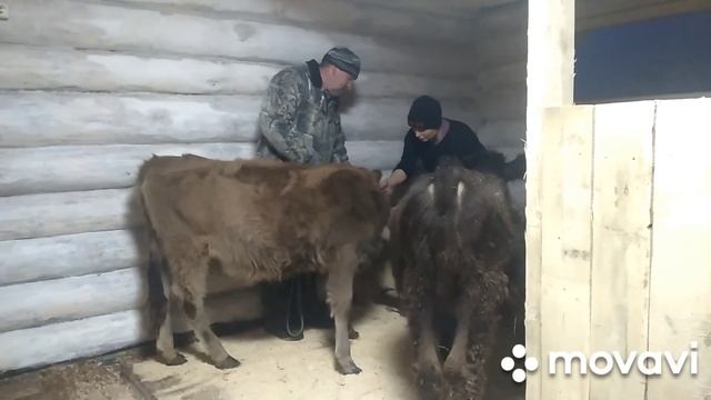 Деревенские будни//Сарай построен//Новоселье прошло. смотреть онлайн