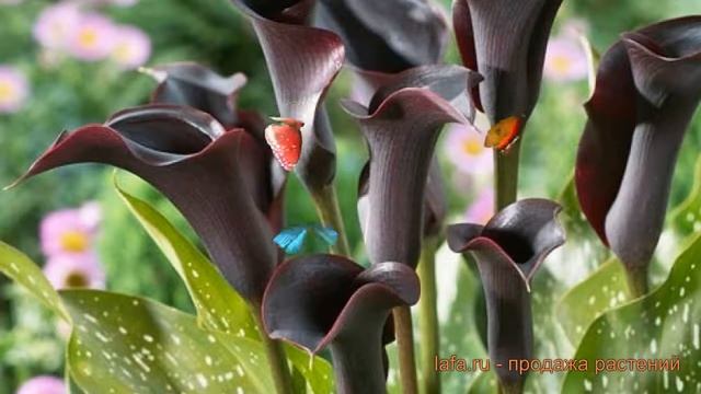 Калла обыкновенная Кантор (calla cantor) ? калла Кантор обзор: как сажать луковицы каллы Кантор смотреть онлайн