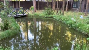 Запуск новых жильцов в пруд.Новая рыба в своем пруду.Запуск осетра.