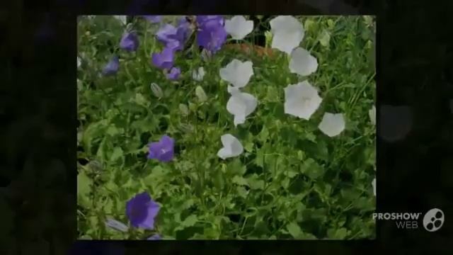Цветы Колокольчики (Campanula flower) смотреть онлайн