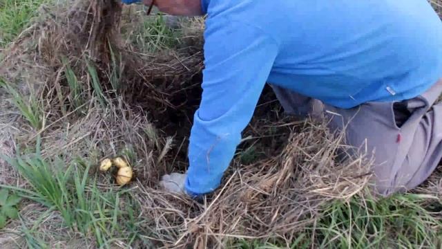 Картошка под сеном: развеиваем миф смотреть онлайн