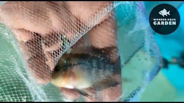 Flowerhorn and Betta's for Sale | தமிழ் | Wonder Aqua Garden смотреть онлайн