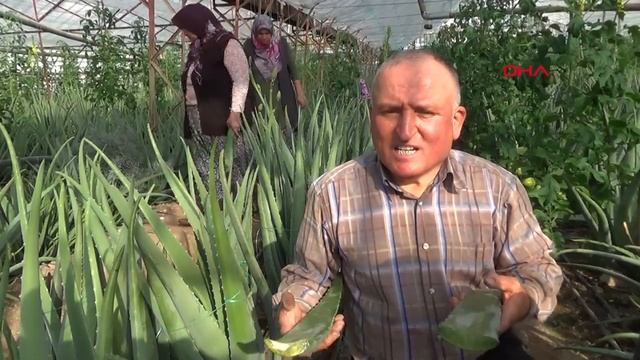 4 Dönüme Aloe Vera Dikti; Yılda 90 Bin Lira Kazanç Hedefliyor смотреть онлайн