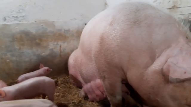 //Беда)))// Что делать,как быть у свиньи весит язык//Поросятам 14 дней//Мини пиг Наночка// смотреть онлайн