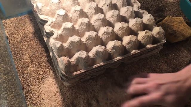 Таракан рыжий и банановые сверчки (часть 1) смотреть онлайн