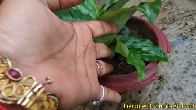 How To Care And Grow Begonia Plant .one Month Review.