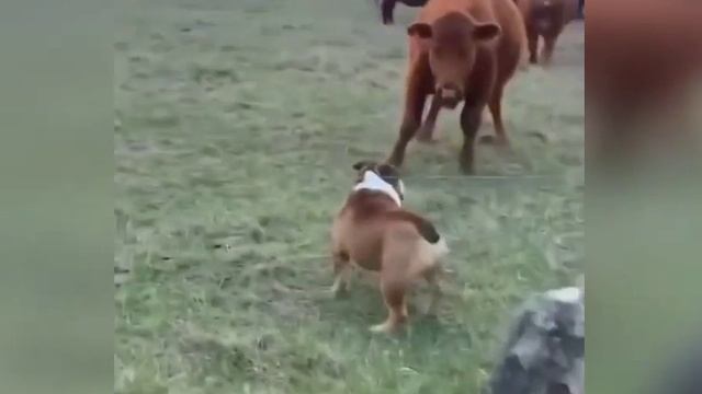 Пёсиль зашёл в чужой район, но тут главное не показывать слабость смотреть онлайн