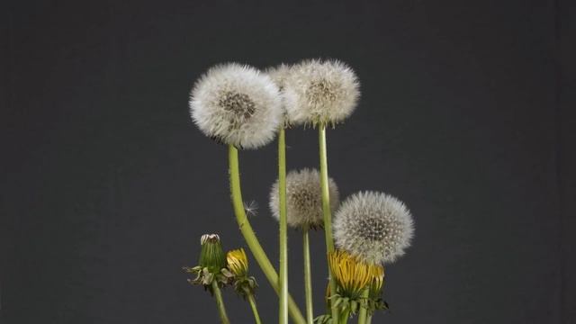 медетация, музыка для души смотреть онлайн