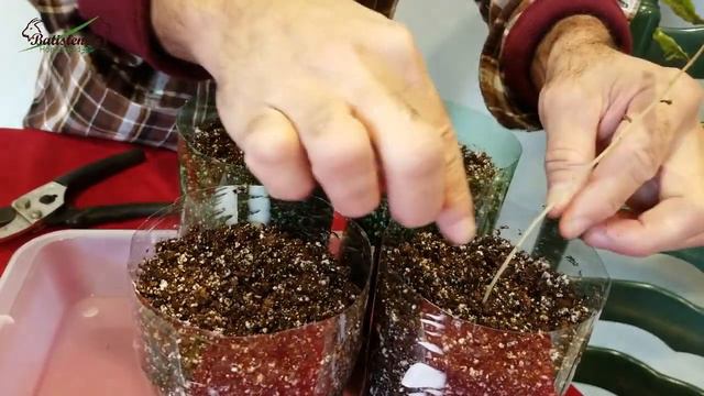 Como Fazer Mudas de Goji Berry / How to Propagate Goji Berry смотреть онлайн