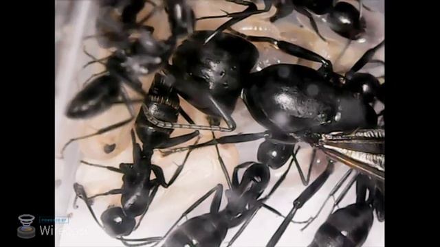 Матка муравья Camponotus онлайн! / Online stream Camponotus ant смотреть онлайн
