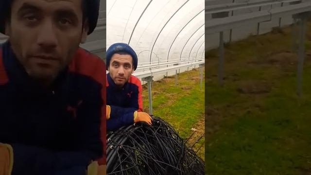 ?????работа в Англии.  ферма. кор Англия. Шотландия. клубника. Великобритания
