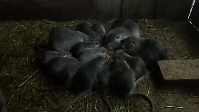 Завтрак. смотреть онлайн