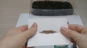 ИНДАУ (руккола) против ДВУРЯДНИКА