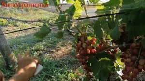Виноград Зоренька 2021г