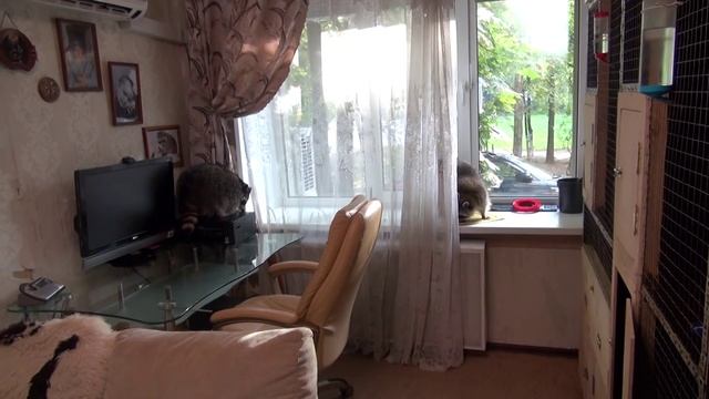 ЕНОТЫ И НЕМНОГО КОШКИ.) смотреть онлайн