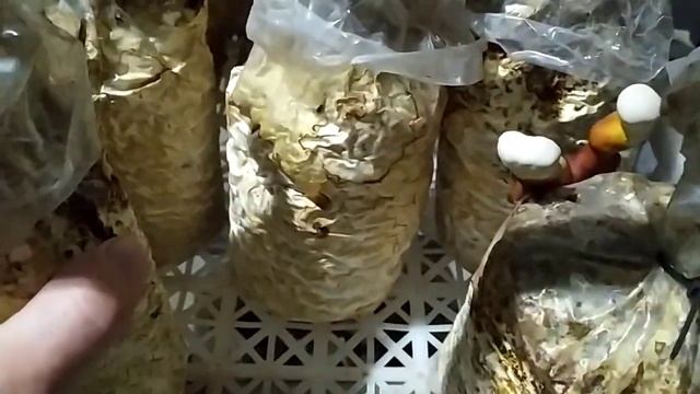 Культивирование Трутовика лакированного/ Рейши смотреть онлайн