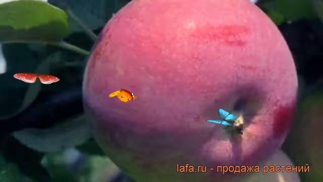 Яблоня обыкновенная Фармел (malus) ? яблоня Фармел обзор: как сажать саженцы яблони Фармел смотреть онлайн