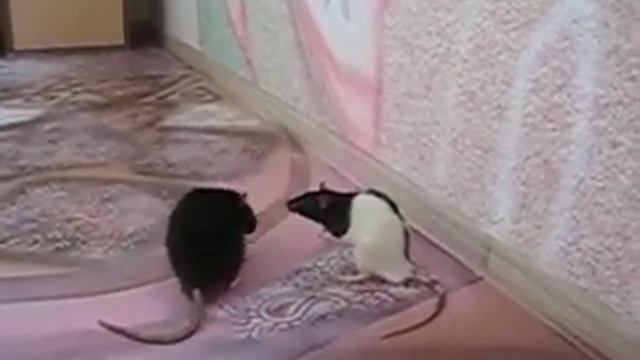 Кто главнее? Крысы мальчики выясняют отношения)) смотреть онлайн