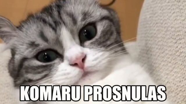 SHHHH KOMARU SPIT смотреть онлайн