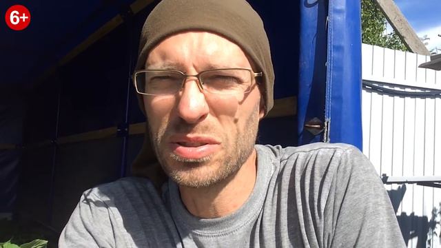 Павловния - перевез для пикировки в большие контейнеры. смотреть онлайн