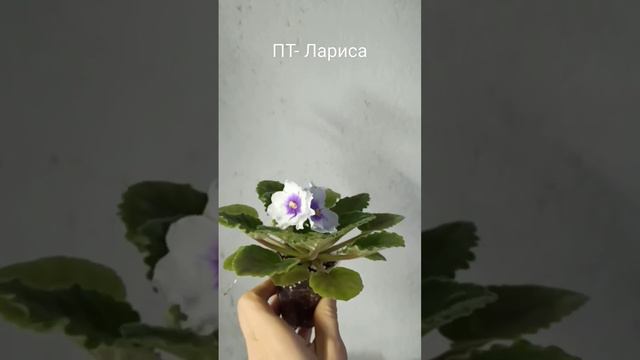 Цветущая фиалочка ПТ- Лариса смотреть онлайн