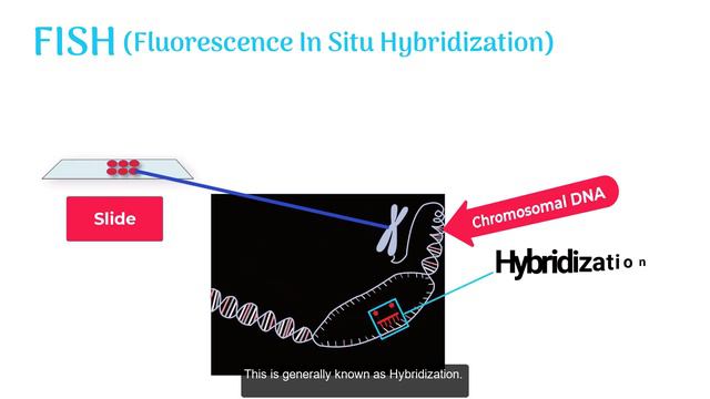 Fluorescence in-situ hybridization | FISH (with animation) смотреть онлайн