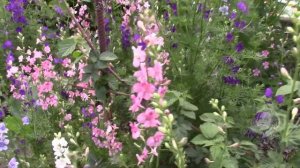 ДЕЛЬФИНИУМ ОДНОЛЕТНИЙ.  УДИВИТЕЛЬНОЕ РАСТЕНИЕ ДЛЯ САДА.