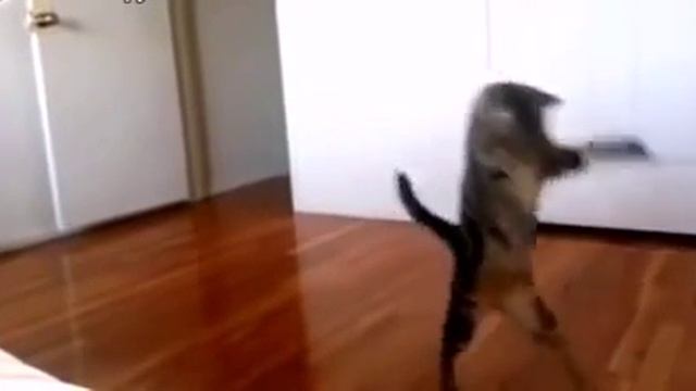 Кот ходит на задних лапах как человек смотреть онлайн