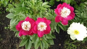 Пион Вайт кэп (White cap)