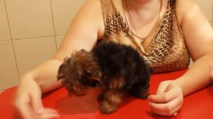 Как выбрать йоркширского терьера. Какого йоркширского терьера лучше купить.