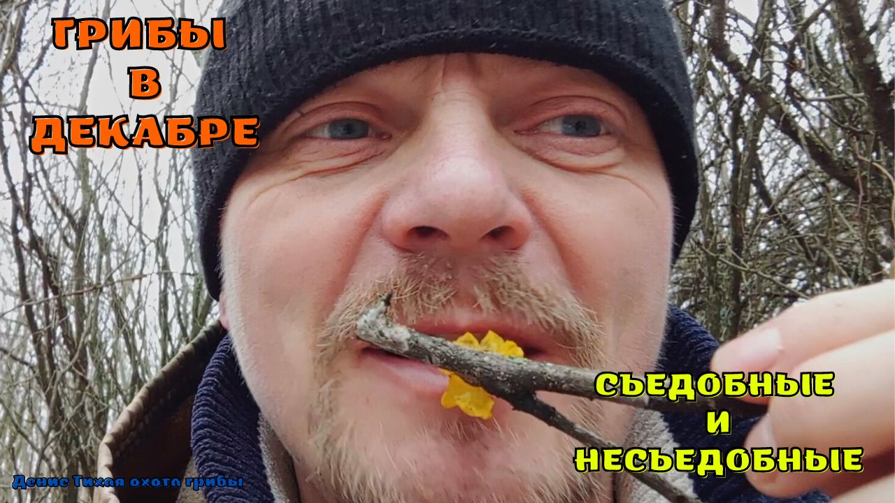 Грибы среди акаций, клёна и ясеня смотреть онлайн