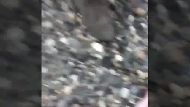 !!!!!!Куда смотрит наше правительство!!!!!!!!! смотреть онлайн