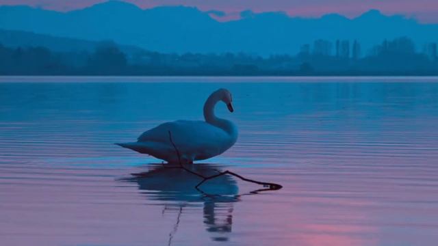 Лебедь на воде | Swan on water смотреть онлайн