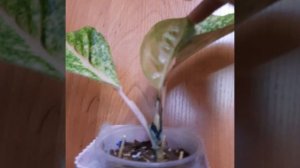 как я спасла свои аглаонемы от мокрой гнили ???