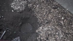 Лиатрис колосковый. Осенняя посадка в открытый грунт клубнями и подготовка к зиме.