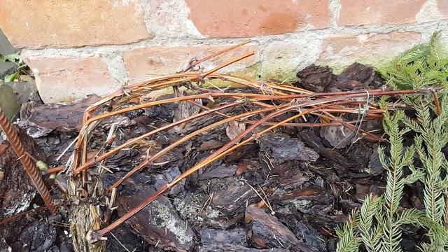 Самый простой способ укрытия на зиму для клематисов 3 группы обрезки . Clematis . смотреть онлайн
