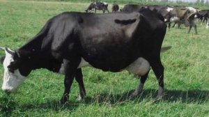 Ярославская порода коров