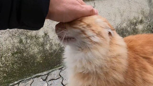 Cleo cat says with her cute meow: Where is my food ? смотреть онлайн