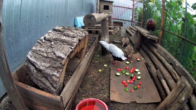 Чем кормить фазанов? Свежие овощи в рационе фазанов. Вольер с разными фазанами в Челябинске смотреть онлайн