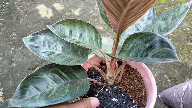 Ganti Pot Aglaonema Black Hughes || Aglaonema Koleksi di Teras Bugis Aco смотреть онлайн
