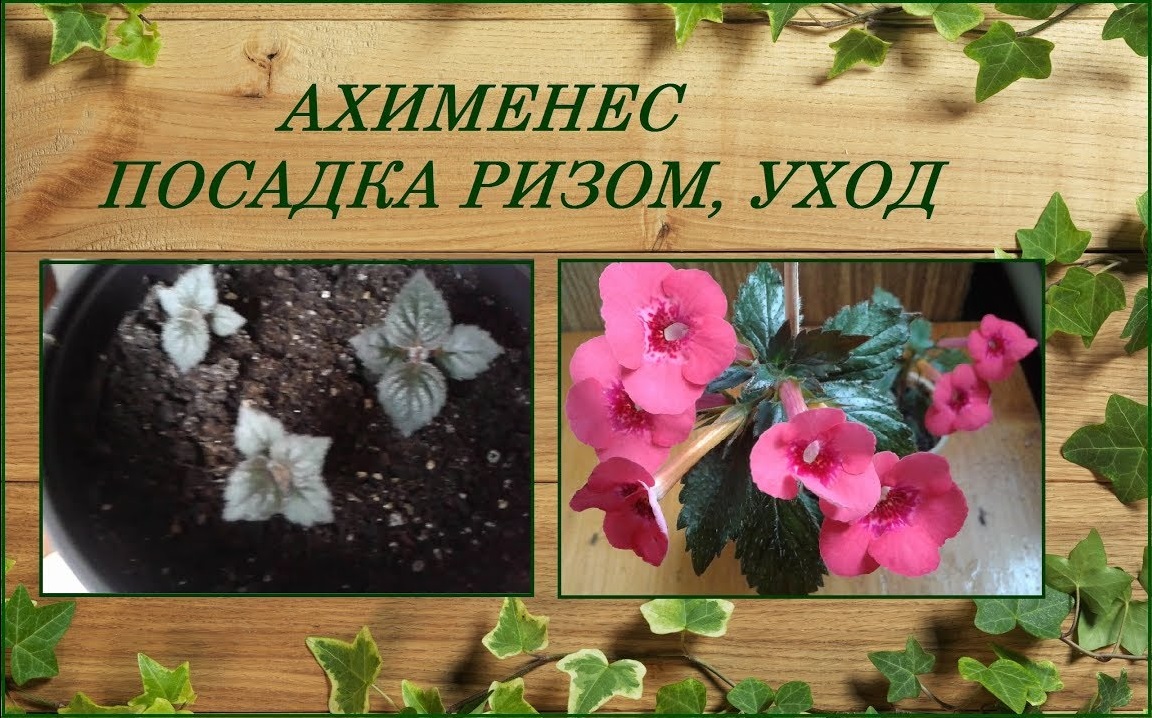 Ахименесы посадка ризом и дальнейший уход смотреть онлайн