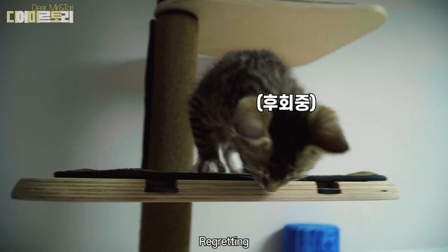 무섭다고 울고불고 난리가 난 고양이 смотреть онлайн