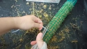 Сажаю Монстеру Манки Маск на тотем с фитильныи поливом. Как я делаю тотемы? Забыла черенки в воде ?