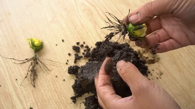How to growing yellow roses from flower buds | Propagate roses in a way not everyone knows смотреть онлайн